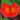 Begonia 'Orange Rubra