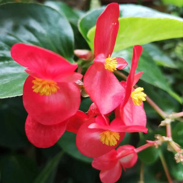 Begonia 'Pinafore'