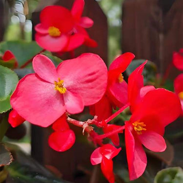 Begonia 'Pinafore'