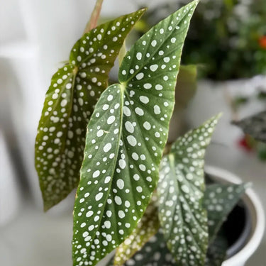 Begonia 'White Ice'