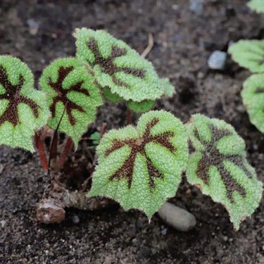 Begonia bowerae 'Tiger'