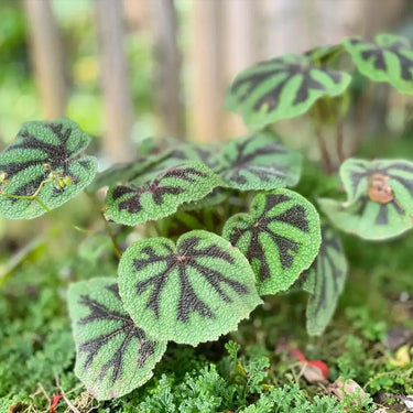 Begonia bowerae 'Tiger'