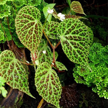Begonia ferox