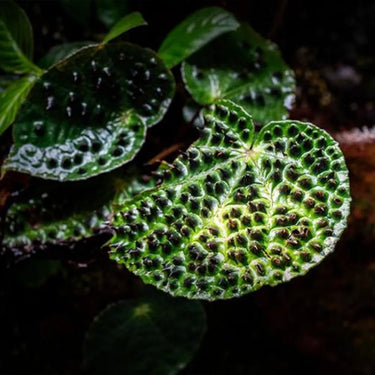 Begonia ferox