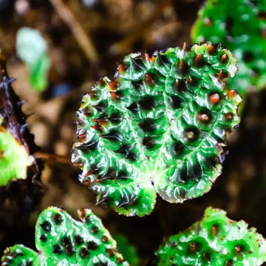 Begonia ferox