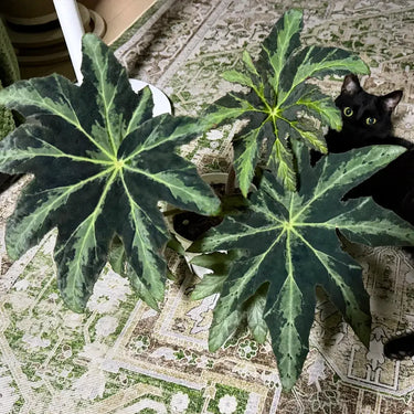 Begonia heracleifolia var. nigricans