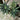 Begonia heracleifolia var. nigricans