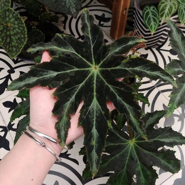 Begonia heracleifolia var. nigricans