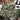 Begonia heracleifolia var. nigricans