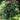 Begonia heracleifolia var. nigricans