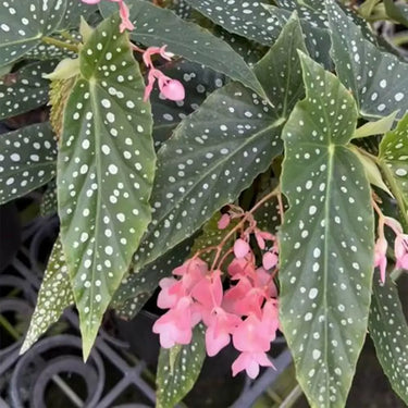 Begonia maculata
