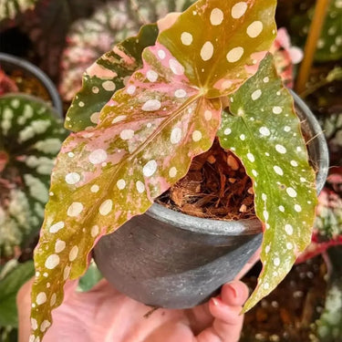 Begonia maculata 'Wightii'