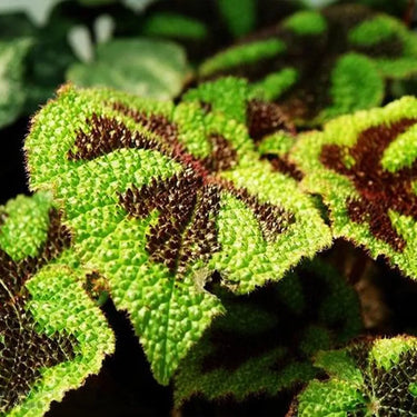 Begonia masoniana
