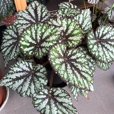 Begonia rex 'Royal