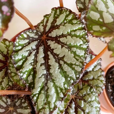 Begonia rex 'Royal