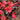 Begonia semperflorens