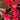 Begonia semperflorens