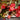 Begonia semperflorens