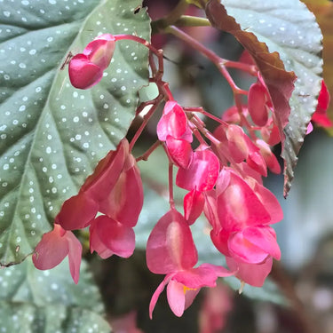 Begonia wangii