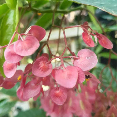 Begonia wangii