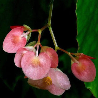 Begonia wangii
