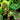 Begonia ferox