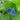 Benghal Dayflower