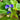 Benghal Dayflower