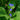 Benghal Dayflower