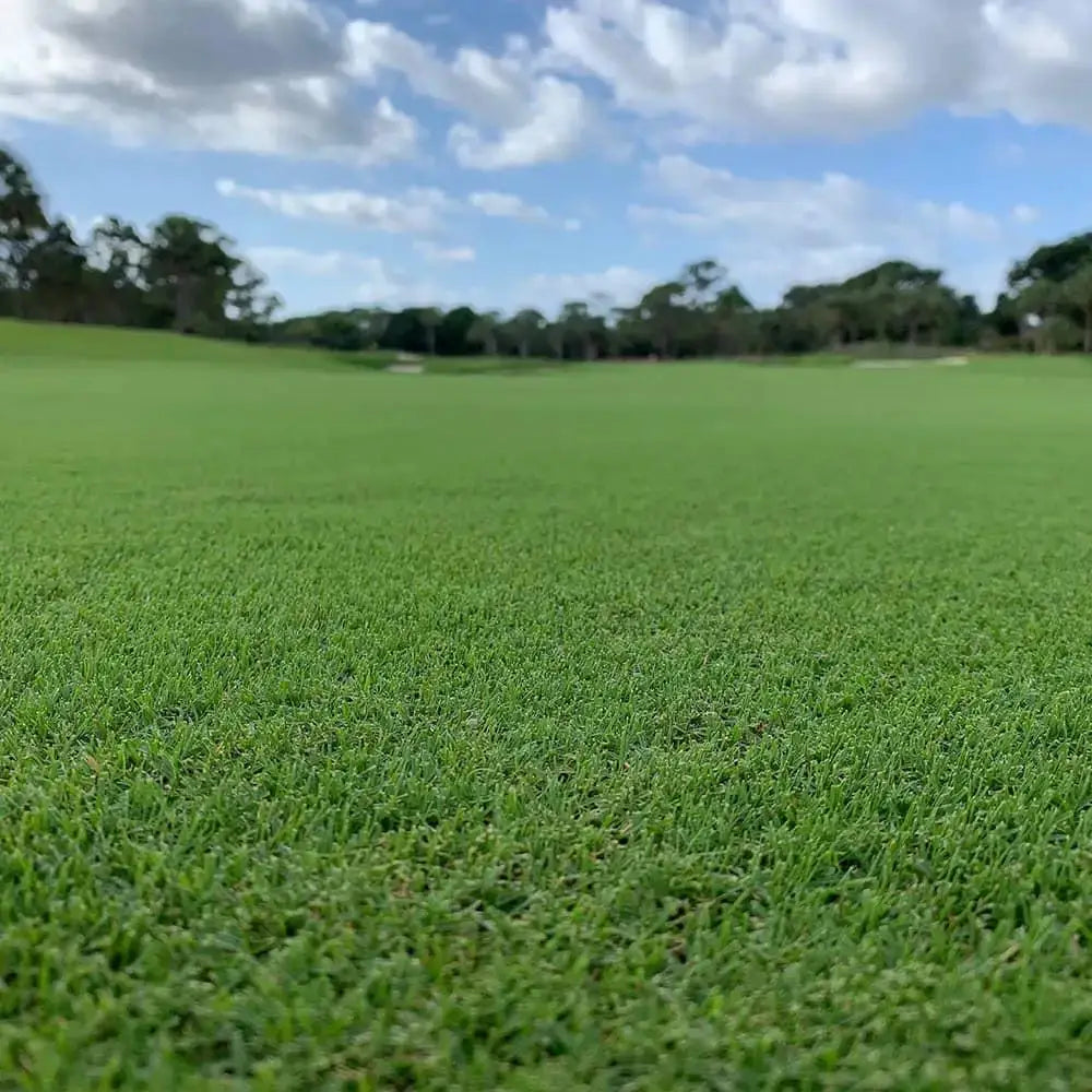 Lawn Grass