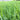 Bermuda Grass Seeds