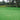 Bermuda Grass Seeds