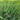 Bermudagrass plants growing in a dense green clump