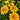 Black-Eyed Susan Seeds
