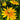 Black-Eyed Susan Seeds