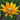 Black-Eyed Susan Seeds