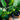 Black Nightshade