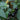 Black Nightshade