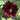 Black Panther Peony Dark Crimson Seeds