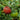 Black Pearl Tomato