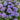 Blue-Purple Hydrangea Seeds