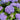 Blue-Purple Hydrangea Seeds