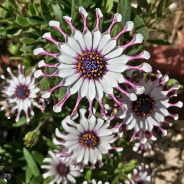 Blue-eyed African Daisy Seeds