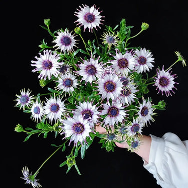 Blue-eyed African Daisy Seeds