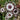 Blue-eyed African Daisy Seeds