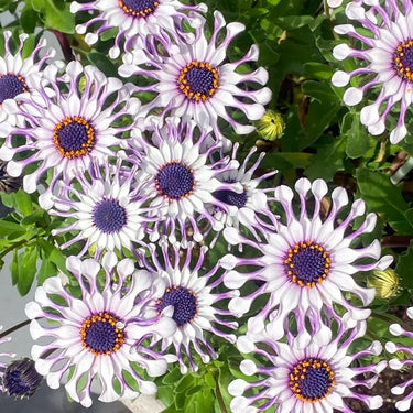 Blue-eyed African Daisy Seeds