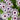 Blue-eyed African Daisy Seeds