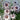 Blue-eyed African Daisy Seeds