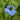 Blue-purple Nigella Seeds