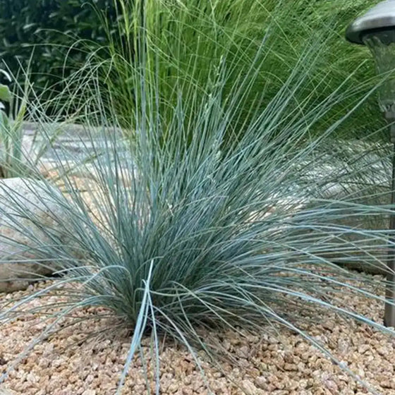 Ornamental Grass